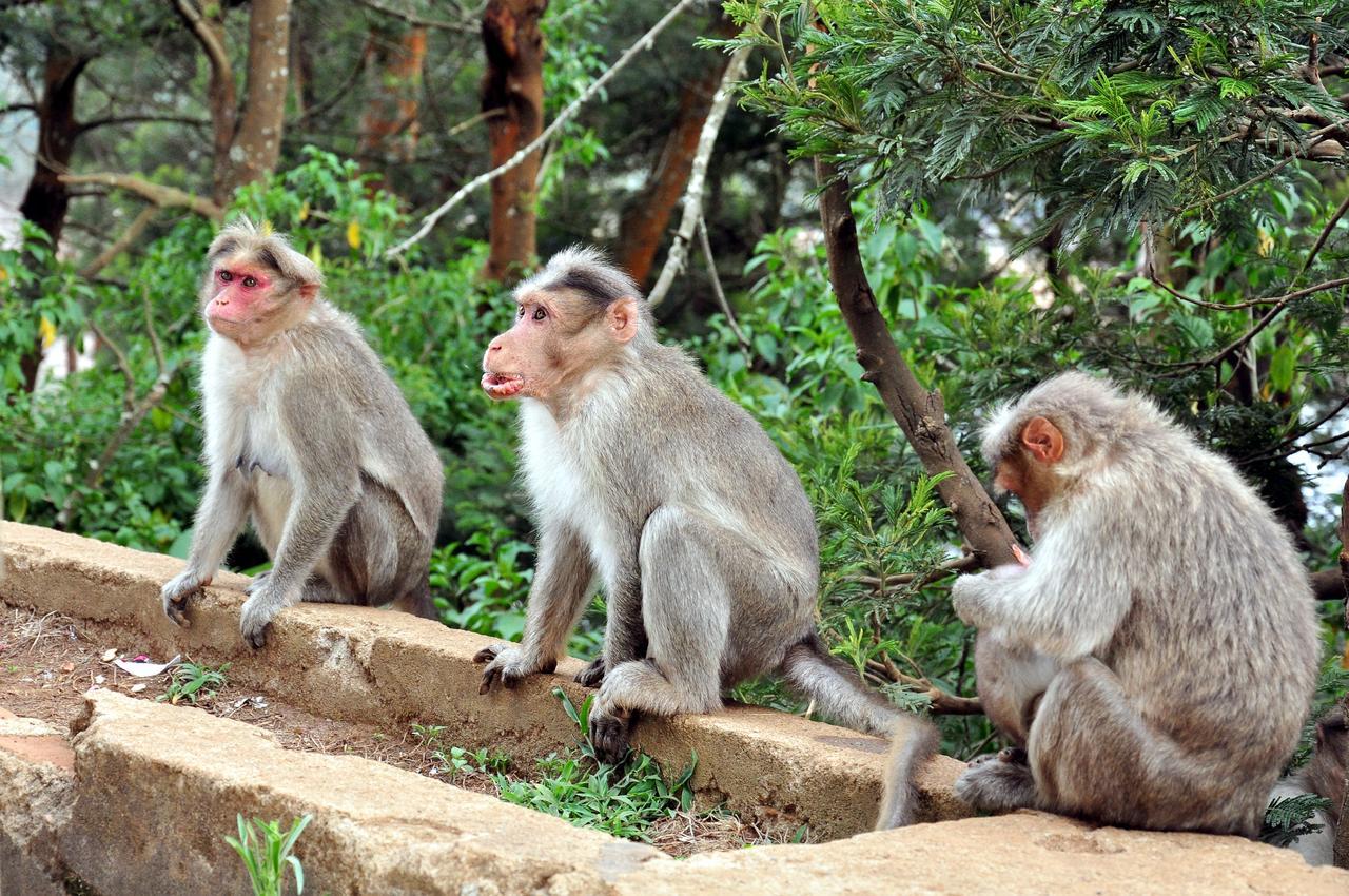 Hotel City Palace Ooty Bagian luar foto